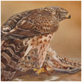 Goshawk