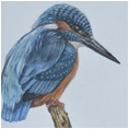 Kingfisher