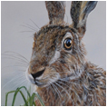Brown Hare