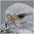 Gyrfalcon