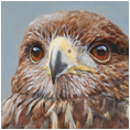 Juvenile Harris Hawk