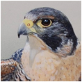 Peregrine on the Moor