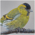 Siskin