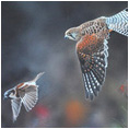 Close Encounter