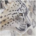 Snow Leopard