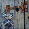Coal Tit