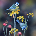 Hedgerow Blues