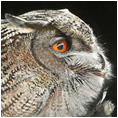 Eagle Owl