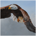 American Odyssey