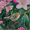 Goldcrest