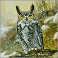 Long Eared Owl