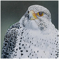 Gyrfalcon/Peregrine
