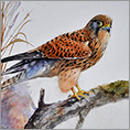 Kestrel