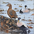 Eider Ducks