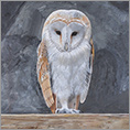 Barn Owl