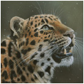 Amur Leopard