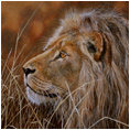 Asiatic Lion